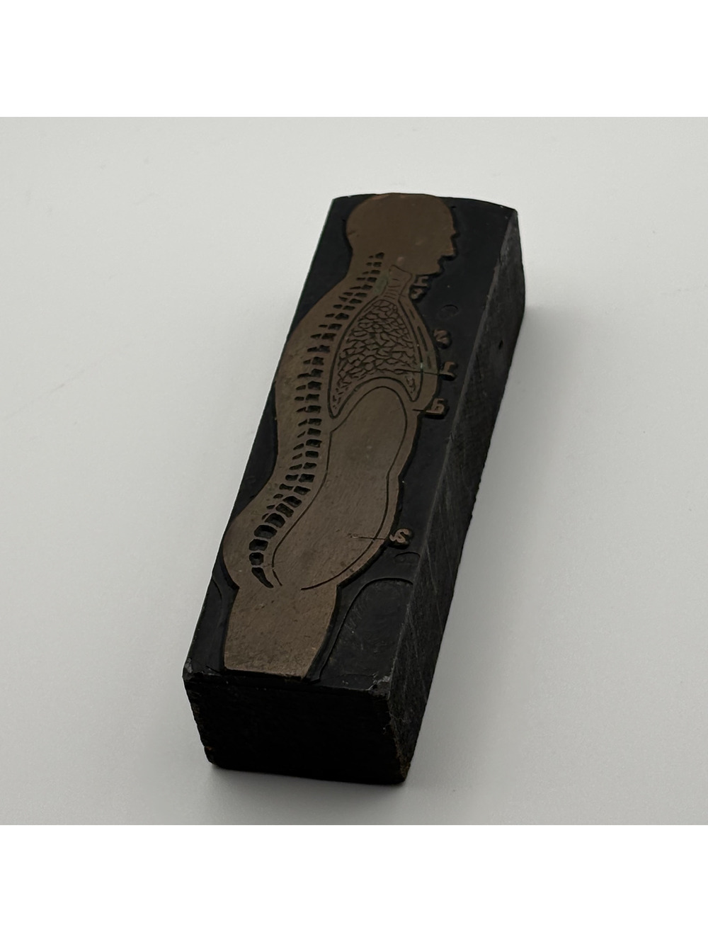 Vintage Copper Printing Block Anatomy Human Spine Torso Medical Stamp - Picture 2 of 5